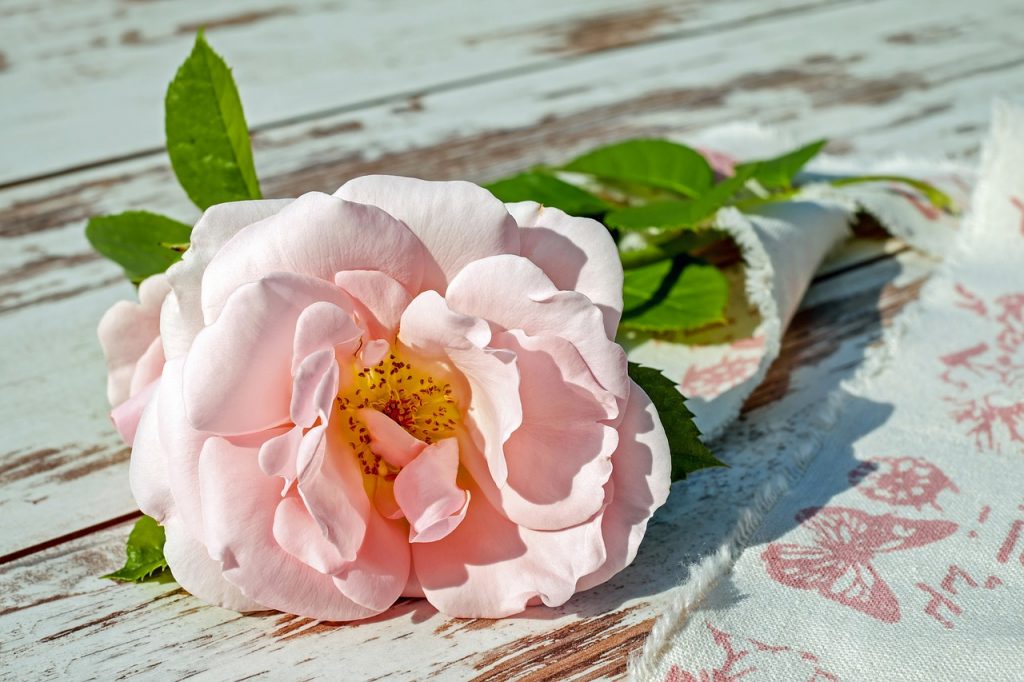 Image of a rose - keeping top surface of sanitary napkins scent free