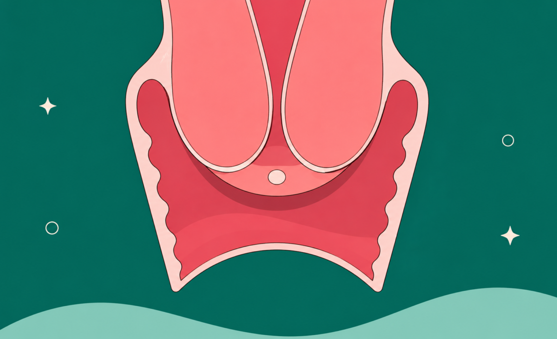 Illustration showing the cervix and vaginal canal, highlighting the cervix’s position within the reproductive system.